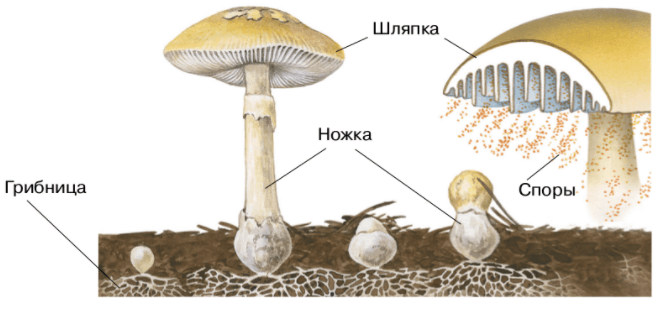 Решение рисунок 1