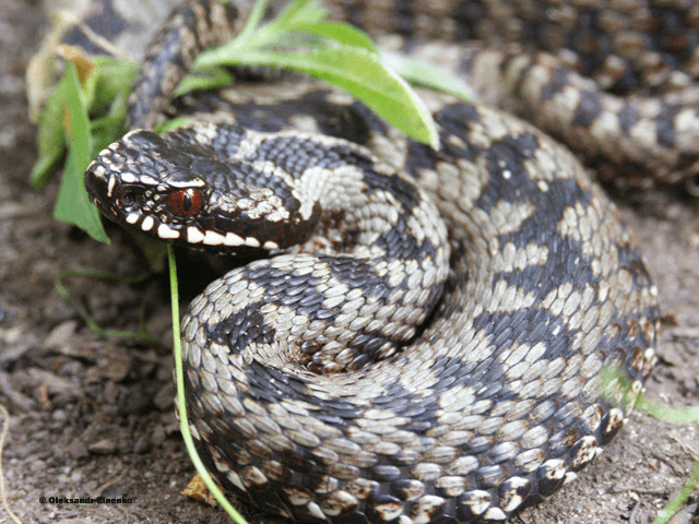 Решение рисунок 5